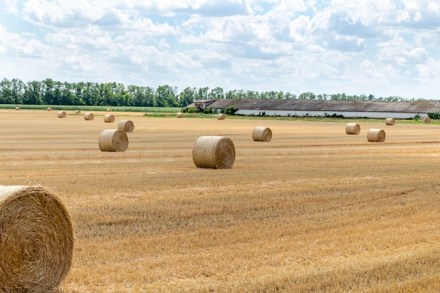 Cereal cosechado trigo cebada centeno grano campo, con pacas de paja balas de estacas en el nublado cielo azul. Agricultura, economía rural, concepto de agronomía