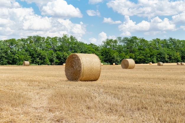 Foto cereal cosechado trigo cebada centeno grano campo, con pajares pacas pacas estacas forma redonda