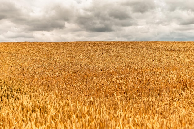 Cereal de trigo amarelo ouro balançando ao vento, colheita de grãos amadurece no verão ensolarado