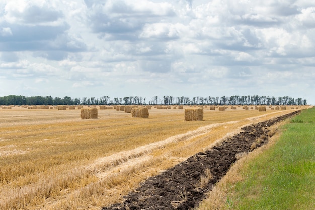 Cereal de grano cosechado Cebada de trigo Campo de grano de centeno, con pacas de paja Pacas estacas Forma rectangular cúbica