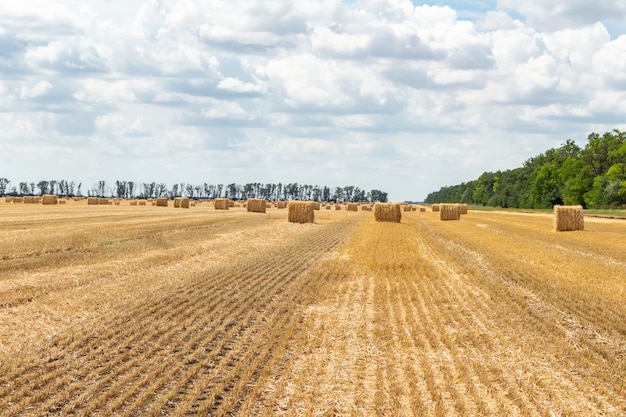 Foto cereal de grano cosechado cebada de trigo campo de grano de centeno, con pacas de paja pacas estacas forma rectangular cúbica