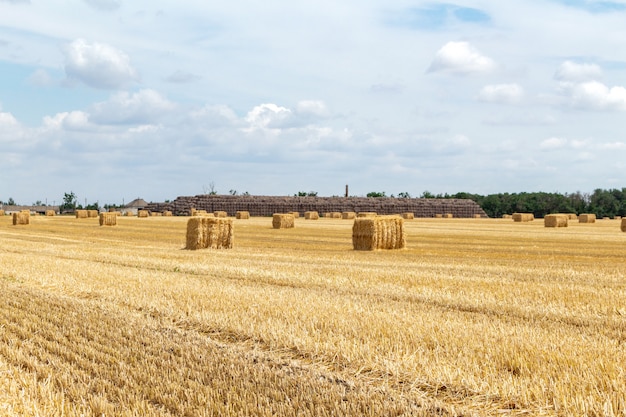 Cereal de grano cosechado trigo cebada centeno campo de grano, con pajares en el nublado cielo azul de fondo. Concepto de agronomía de la economía agrícola.