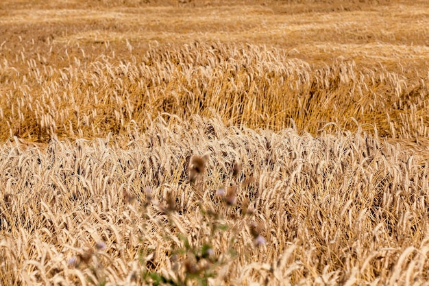 Cereales amarillos maduros - Campo agrícola en el que crecen cereales amarillentos maduros