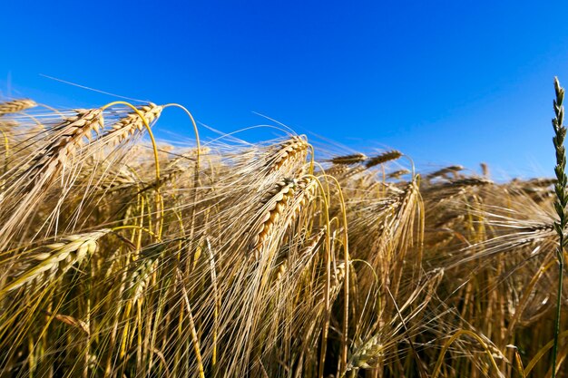 Cereales amarillos maduros - Campo agrícola en el que crecen cereales amarillentos maduros