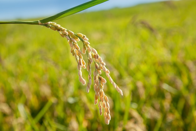 Foto cereales arrozales con espigas maduras