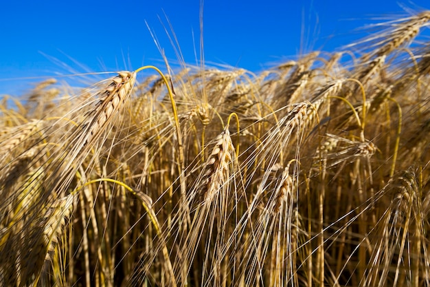 Cereales de campo agrícola - Campo agrícola en el que crecen cereales trigo, Bielorrusia, cereales maduros y amarillentos,