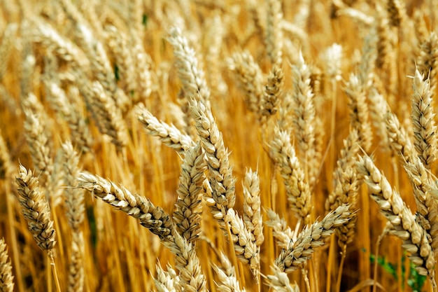 Cereales de campo agrícola