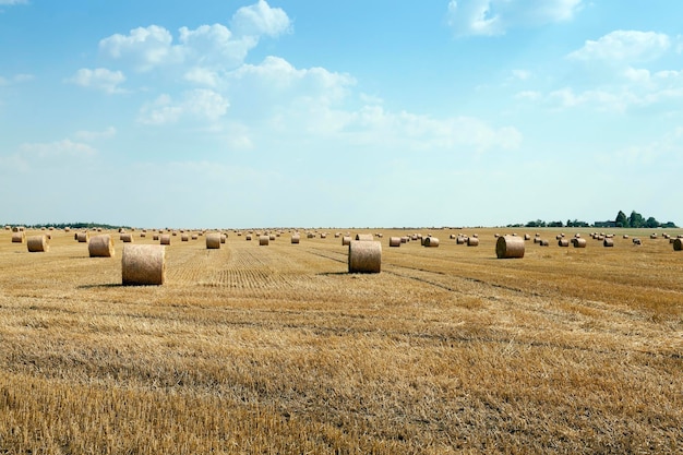 Cereales de campo agrícola