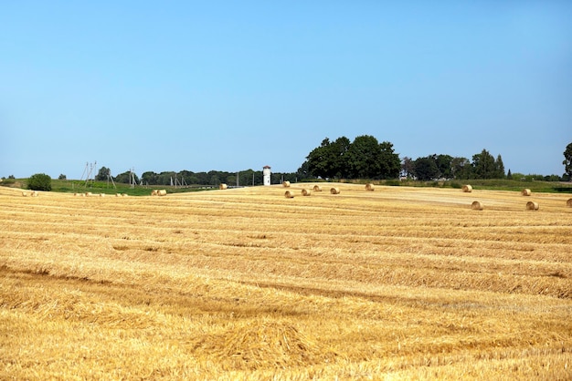 Cereales de campo agrícola