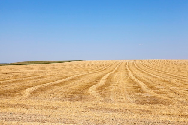 Cereales de campo agrícola