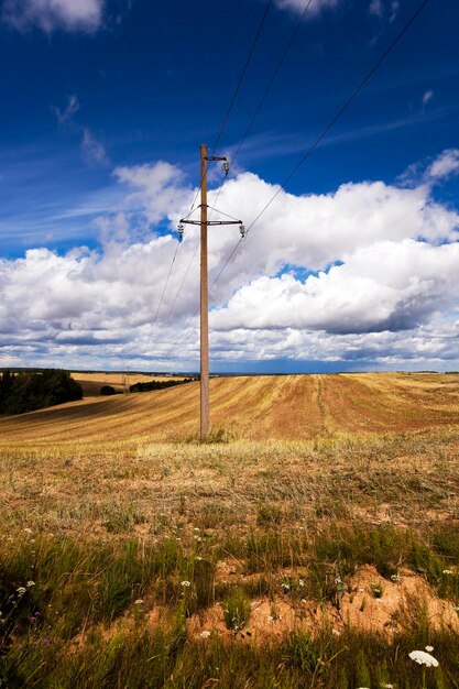 Cereales de campo agrícola