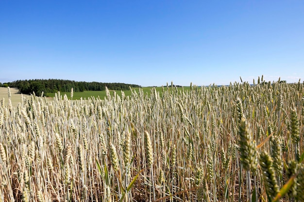 Cereales de campo agrícola