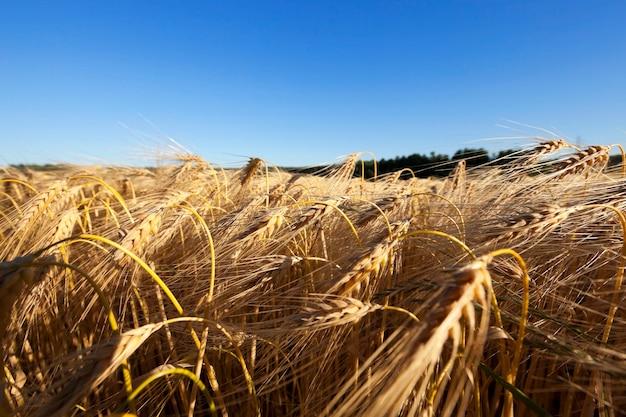 Cereales de campo agrícola