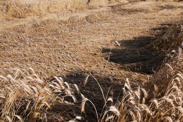 Cereales de campo agrícola