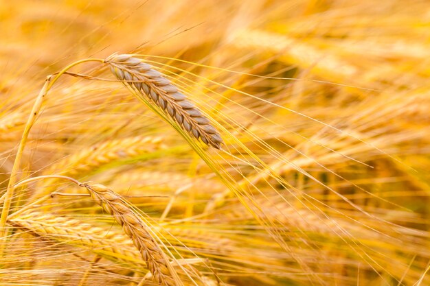 Cereales maduros: un campo agrícola en el que crecen cereales.