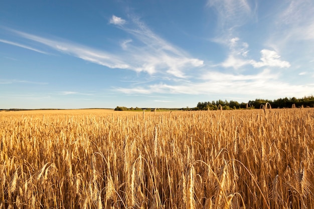 Cereales maduros - Campo agrícola en el que crecen listos para cosechar cereales amarillos maduros