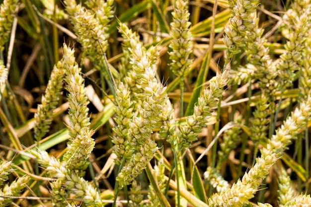 cereales secos maduros que maduran para cosechar granos