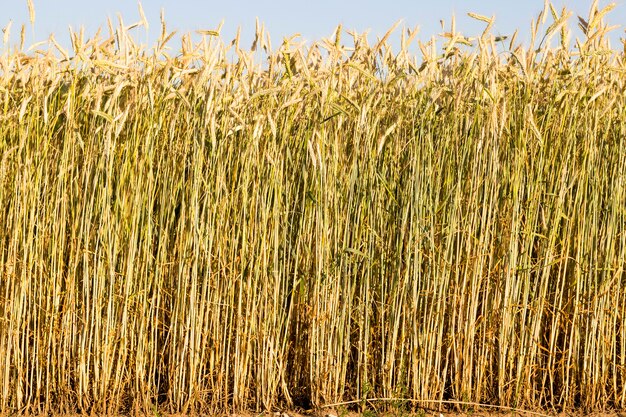 cereales secos maduros que maduran