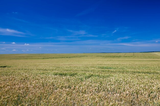 Cereales de trigo amarillo verde antes de la cosecha