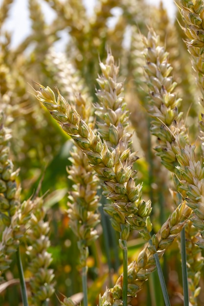 Cereales de trigo amarillo verde antes de la cosecha