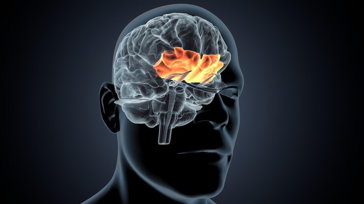 Foto cerebelo humano espinha tronco cerebral e nervos ilustração 3d