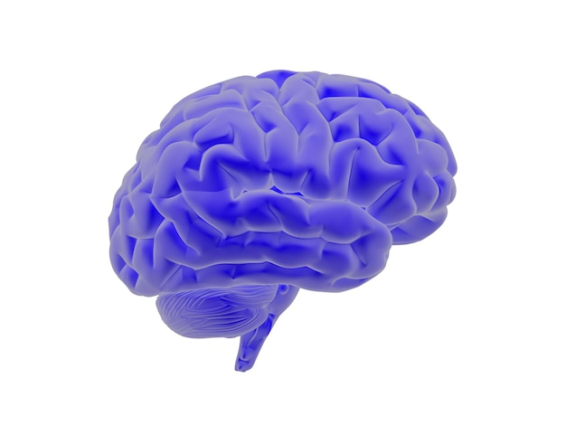 Cerebro en 3d