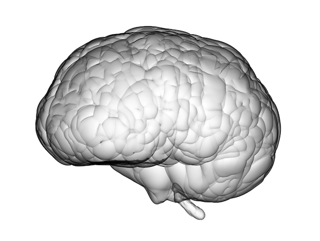 Cérebro branco de renderização 3d em fundo branco