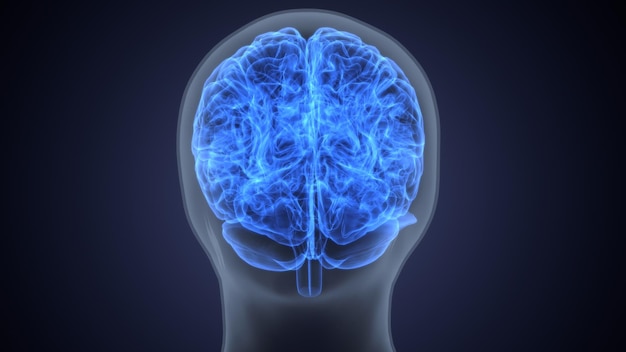 un cerebro con un cerebro que dice cerebro en la parte superior