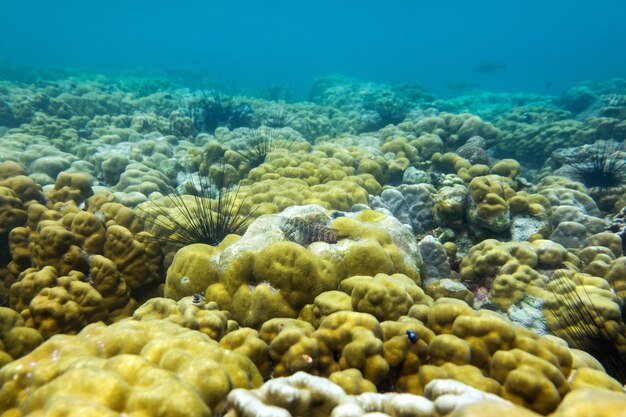 Cerebro coral bajo el mar en la isla cockburn de Myanmar