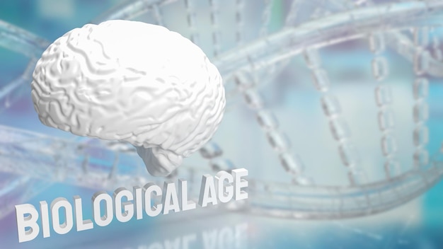 El cerebro y la edad biológica en el fondo del adn para ciencia o concepto médico representación 3d