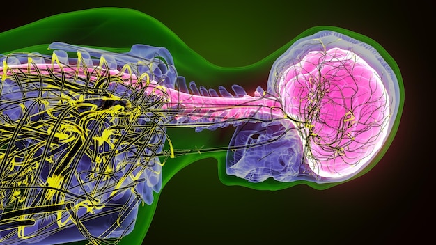 cérebro humano com nervos anatomia ilustração 3D