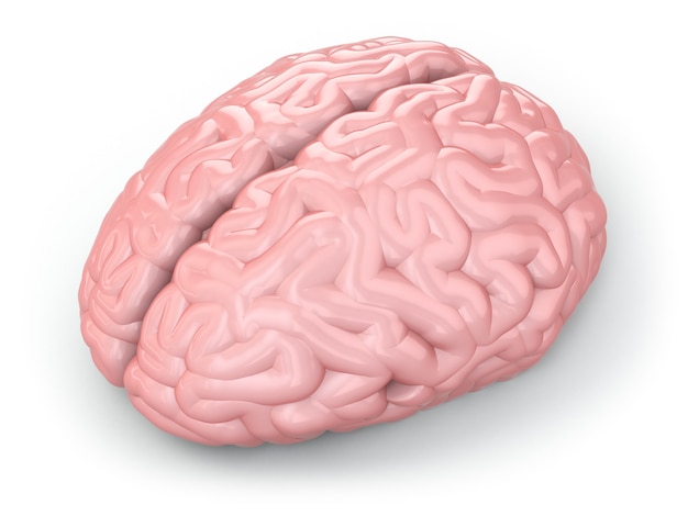 Cérebro humano em fundo branco isolado. 3d