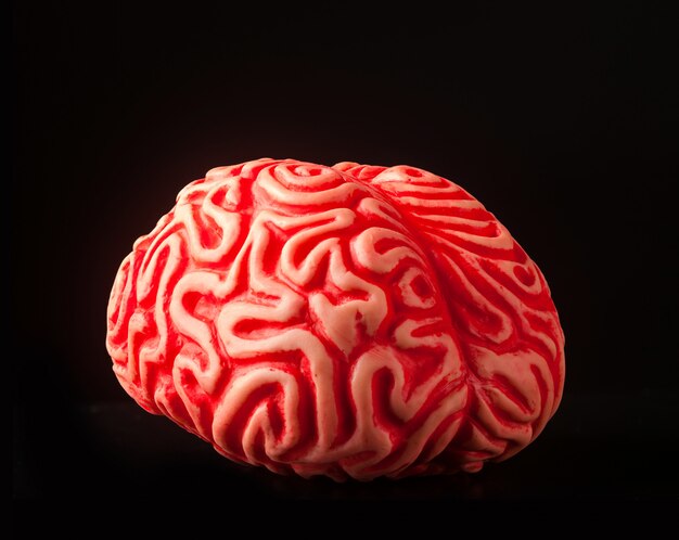 Cerebro humano de goma