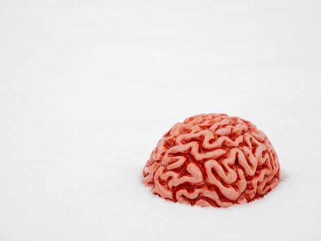 Cerebro humano en la nieve en invierno.