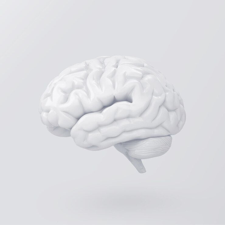 Foto cérebro no fundo branco ideias e conceito de brainstorming