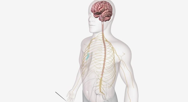 Foto el cerebro recibe la información sensorial comunicada por el potencial de acción.