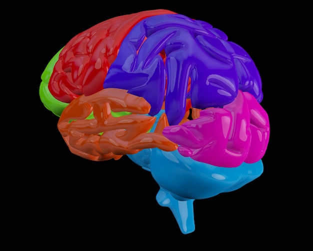 Cerebro con secciones destacadas