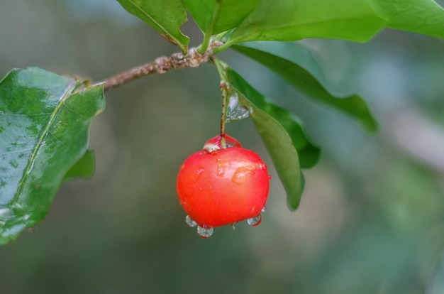 cereja barbados