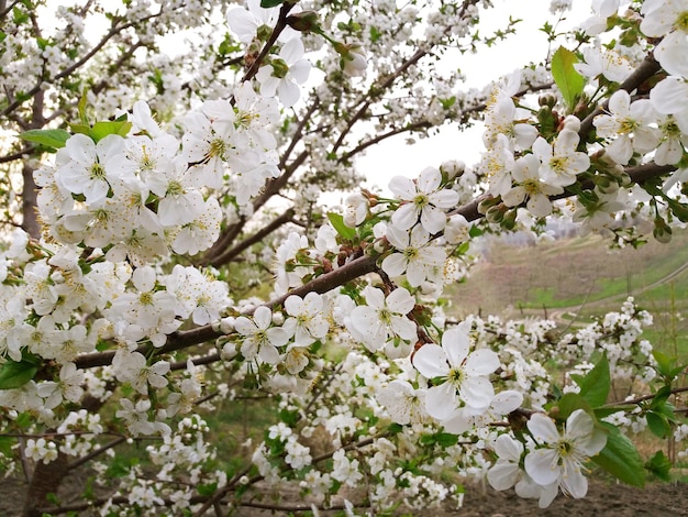 Cereja branca lindamente florescendo na primavera