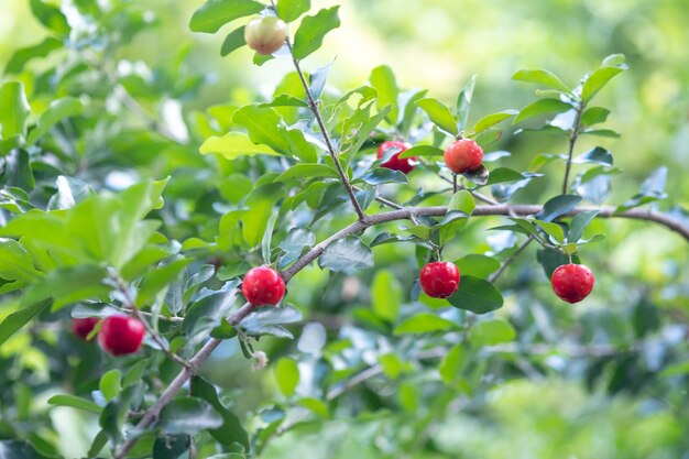 Cereja de Acerola da Tailândia em três. Selecione o foco, cereja de Barbados, Malpighia emarginata, alto teor de vitaminas. Fruta Acerola.