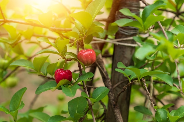 Cereja de Acerola orgânica fresca. Frutos de cerejas tailandesas ou acerola na árvore com o pôr do sol. Acerola é uma fruta famosa na América do Sul, principalmente no Brasil.