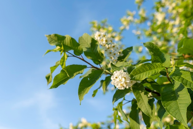 Cereja de pássaro florescendo no céu azul