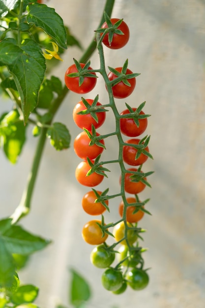 Cereja de tomate vermelha e verde pendurada no galho durante o amadurecimento e crescimento na fazenda de vegetais