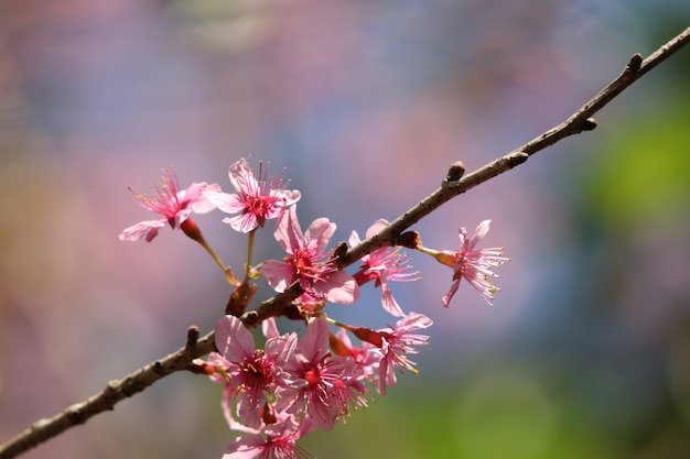 Cereja do Himalaia selvagem sakura fechado flores fundo de luz do dia bonito