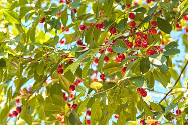 Cereja ECO no jardim ensolarado Cerejas maduras penduradas em um galho de cerejeira no pomar Luz do sol no pomar de cerejeiras de frutas no verão