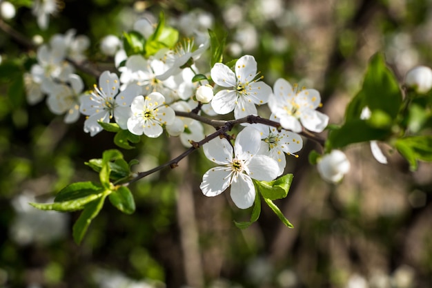 Cereja em flor de primavera com close-up de flores brancas
