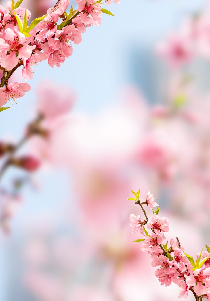 Foto cereja em flor de primavera