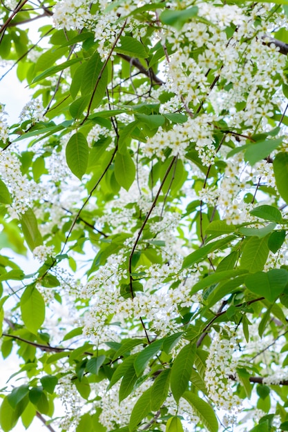 Cereja em flor (prunus padus, amora, árvore mayday) espalhou o aroma perfumado. a árvore de hackberry em plena floração à luz do sol. close-up da árvore de cereja de pássaro de flores. a primavera.