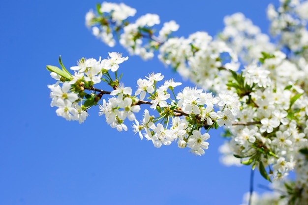 cereja florescendo contra o céu azul