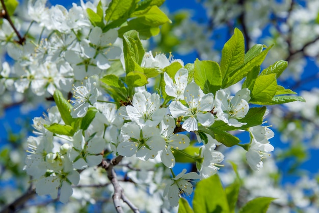 Foto cereja florescendo contra o céu azul